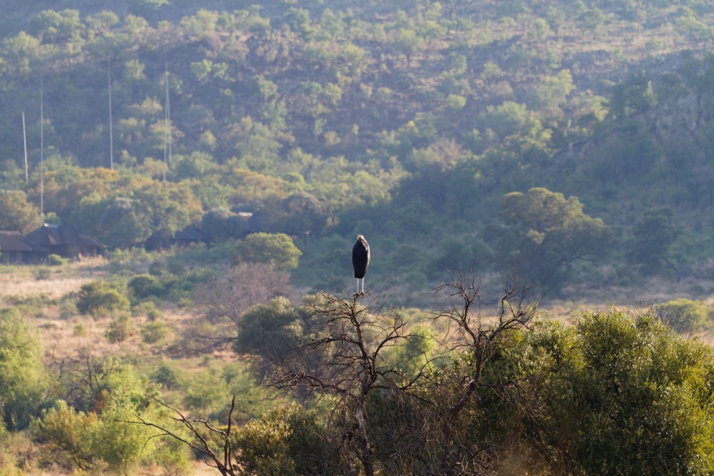 11 - Pilanesberg NP (10).jpg